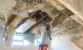 Best Mold Documentation for Insurance Claims in Latrobe, PA